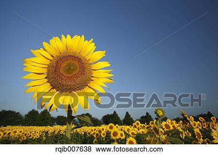 Stock Photo - Sunflower field. Fotosearch