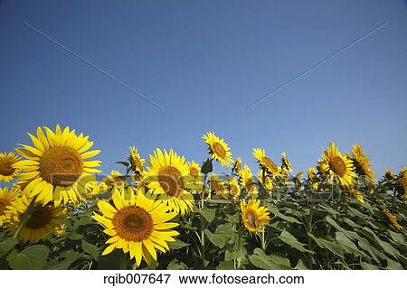 Stock Photo - Sunflower field. Fotosearch