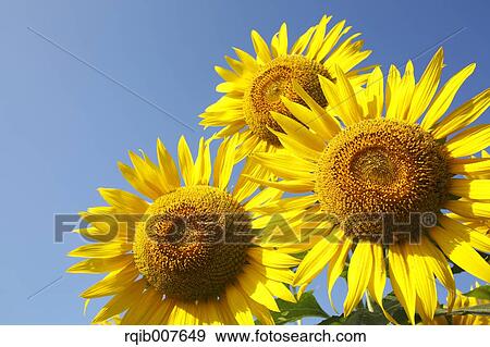 Stock Photo - Sunflower field. Fotosearch