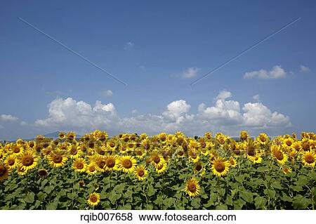Sunflower field View Large Photo Image Stock Photo - Sunflower field. Fotosearch