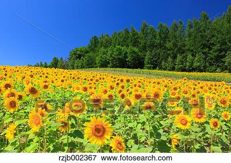 Stock Photo - Sunflower Field. Fotosearch