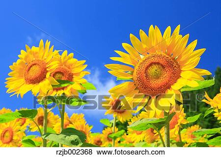 Stock Photo - Sunflower Field. Fotosearch