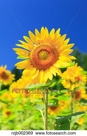 Stock Photo - Sunflower Field. Fotosearch