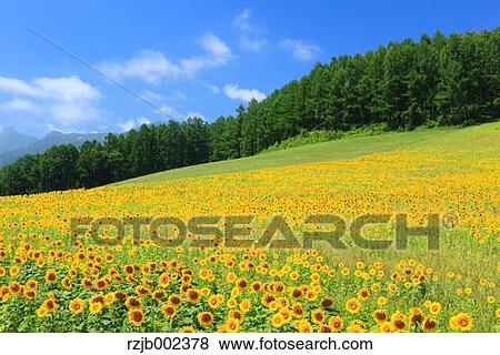 Stock Photo - Sunflower Field. Fotosearch