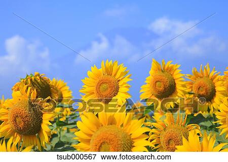 Sunflower field View Large Photo Image Stock Photo - Sunflower field. Fotosearch