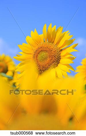 Sunflower field View Large Photo Image Stock Photo - Sunflower field. Fotosearch