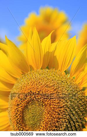 Sunflower field View Large Photo Image Stock Photo - Sunflower field. Fotosearch