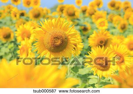 Sunflower field View Large Photo Image Stock Photo - Sunflower field. Fotosearch