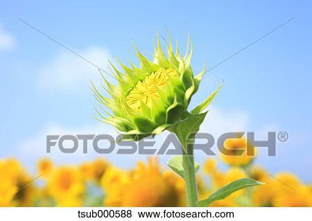 Sunflower field View Large Photo Image Stock Photo - Sunflower field. Fotosearch
