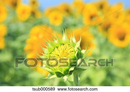 Sunflower field View Large Photo Image Stock Photo - Sunflower field. Fotosearch