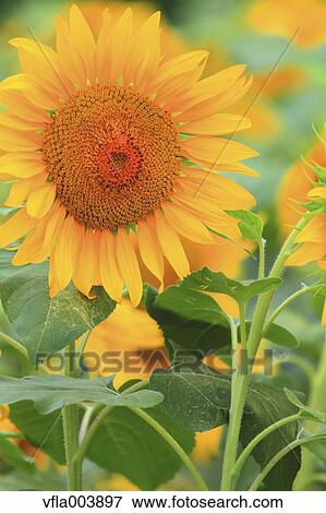 Sunflower Field View Large Photo Image Stock Photo - Sunflower Field. Fotosearch