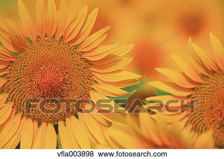 Sunflower Field View Large Photo Image Stock Photo - Sunflower Field. Fotosearch