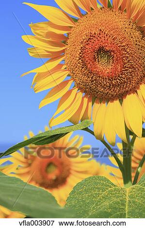 Sunflower Field View Large Photo Image Stock Photo - Sunflower Field. Fotosearch