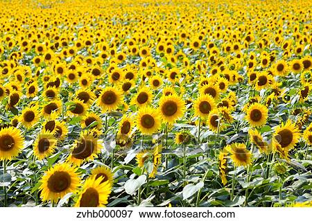 Sunflower Field View Large Photo Image Stock Photo - Sunflower Field. Fotosearch