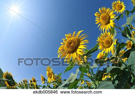Stock Photograph - Sunflower Field. Fotosearch