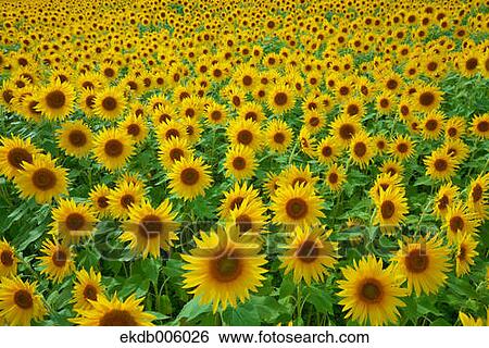 Stock Photograph - Sunflower field. Fotosearch