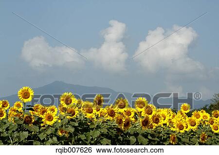 Sunflower field View Large Photo Image Stock Photograph - Sunflower field. Fotosearch