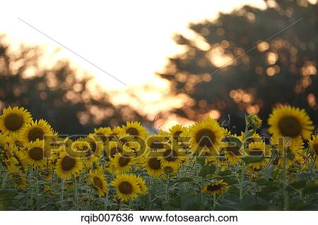 Sunflower field View Large Photo Image Stock Photograph - Sunflower field. Fotosearch