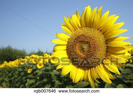 Stock Photograph - Sunflower field. Fotosearch