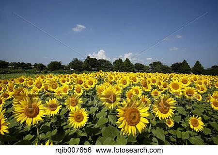 Sunflower field View Large Photo Image Stock Photograph - Sunflower field. Fotosearch