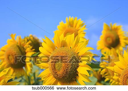 Sunflower field View Large Photo Image Stock Photograph - Sunflower field. Fotosearch