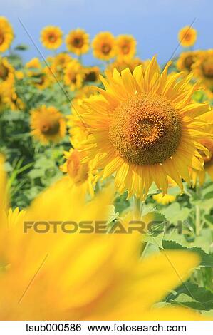 Sunflower field View Large Photo Image Stock Photograph - Sunflower field. Fotosearch