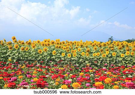 Sunflower field View Large Photo Image Stock Photograph - Sunflower field. Fotosearch