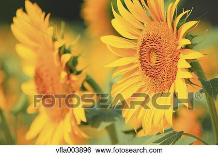 Sunflower Field View Large Photo Image Stock Photograph - Sunflower Field. Fotosearch