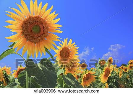 Sunflower Field View Large Photo Image Stock Photograph - Sunflower Field. Fotosearch