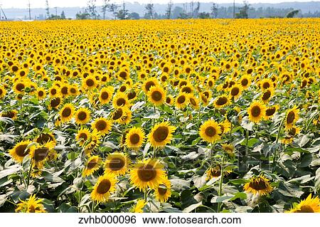 Stock Photograph - Sunflower Field. Fotosearch