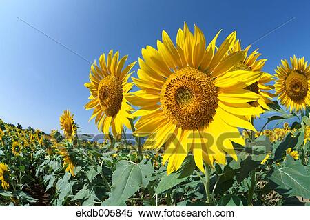 Sunflower Field View Large Photo Image Stock Photography - Sunflower Field. Fotosearch