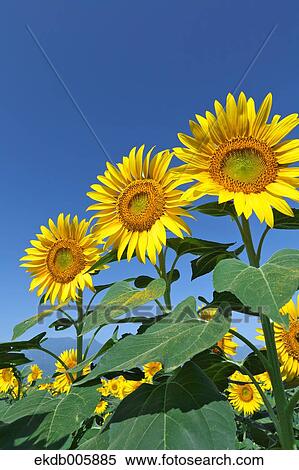 Sunflower Field View Large Photo Image Stock Photography - Sunflower Field. Fotosearch