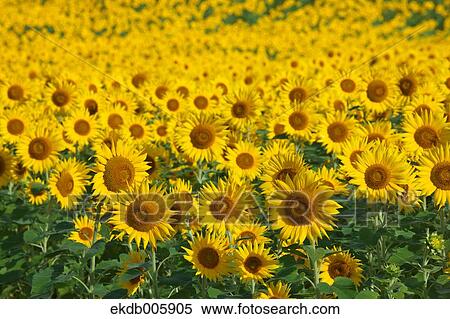 Stock Photography - Sunflower field. Fotosearch