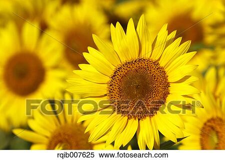 Sunflower field View Large Photo Image Stock Photography - Sunflower field. Fotosearch