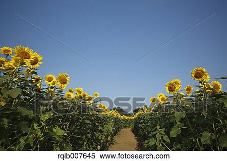 Sunflower field View Large Photo Image Stock Photography - Sunflower field. Fotosearch