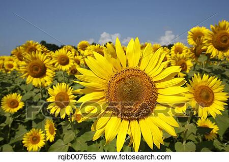 Stock Photography - Sunflower field. Fotosearch