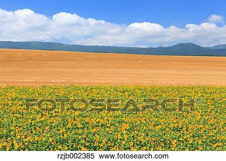 Stock Photography - Sunflower Field. Fotosearch