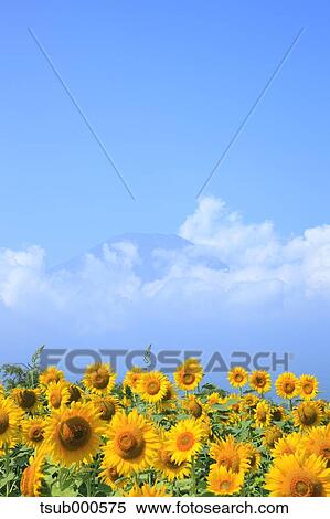 Stock Photography - Sunflower field. Fotosearch