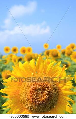 Sunflower field View Large Photo Image Stock Photography - Sunflower field. Fotosearch