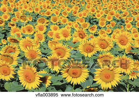 Sunflower Field View Large Photo Image Stock Photography - Sunflower Field. Fotosearch