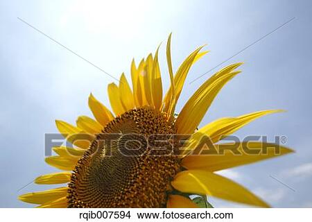Sunflower View Large Photo Image Picture - Sunflower. Fotosearch