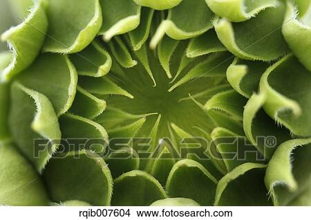 Picture - Sunflower. Fotosearch