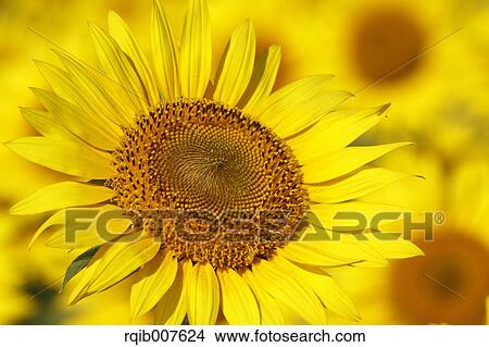 Picture - Sunflower. Fotosearch
