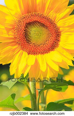 Sunflower View Large Photo Image Picture - Sunflower. Fotosearch