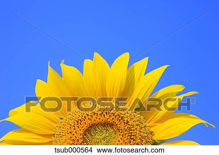 Sunflower View Large Photo Image Picture - Sunflower. Fotosearch