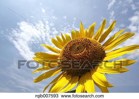 Sunflower View Large Photo Image Stock Image - Sunflower. Fotosearch