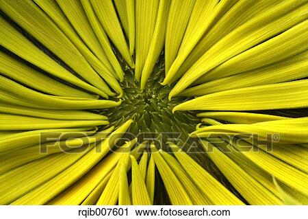 Sunflower View Large Photo Image Stock Image - Sunflower. Fotosearch