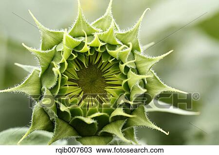 Stock Image - Sunflower. Fotosearch