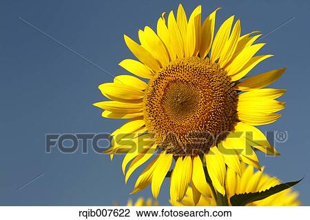 Sunflower View Large Photo Image Stock Image - Sunflower. Fotosearch