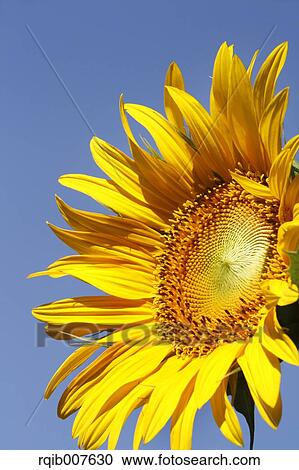 Stock Image - Sunflower. Fotosearch